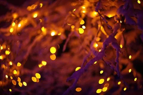 Glowing lights in winter forest Stock Photos