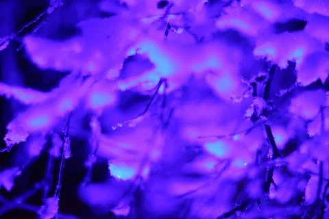 Glowing lights in winter forest 库存照片