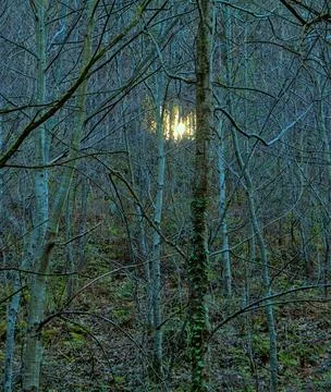 Glowing lights in the woods. Stock Photos