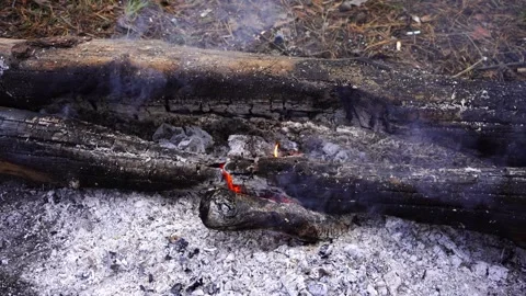 Glowing logs in a cozy forest campfire, smoke rising into the air Stock Footage 289548219
