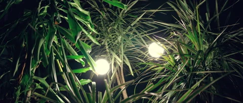 Glowing magical creatures. Stop motion 库存影片 45798441