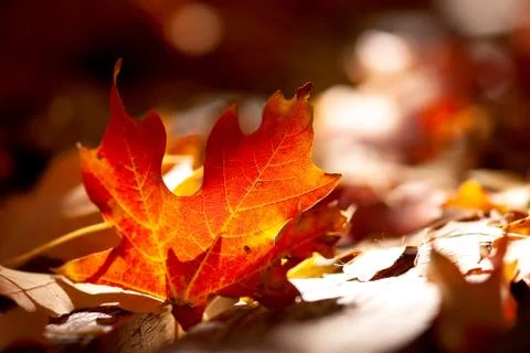 Glowing Maple Leaf On Ground Stock-Fotos