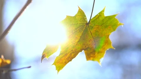 Glowing maple leave Vidéo 81616785