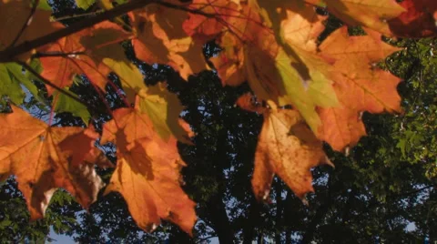 Glowing maple leaves in dark forest, autumn Stock Footage 4713505