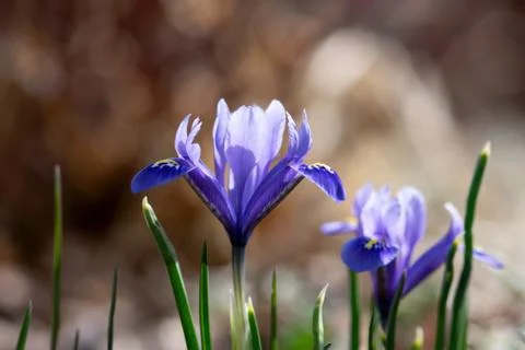 Glowing Mini Iris Stock Photos