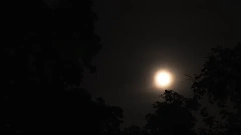 Glowing moon among dark night tree silhouettes background Stock Footage 340397888