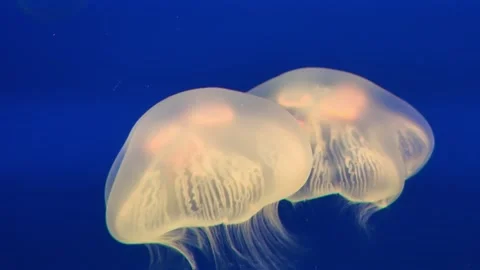 Glowing moon jellyfish floating underwater in a tank, relaxing marine background 库存影片 337277219