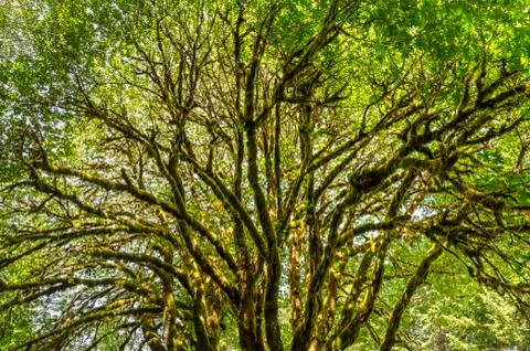 Glowing Moss-Covered Bigleaf Maple Stock Photos