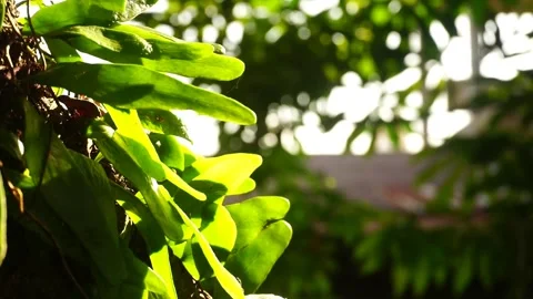 Glowing moss leaves Video stock 270249722