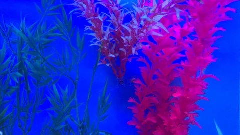 Glowing Neon Fish Stock Footage 86711779