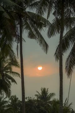 A glowing orange sun setting between tall coconut palm trees. Stock Photos