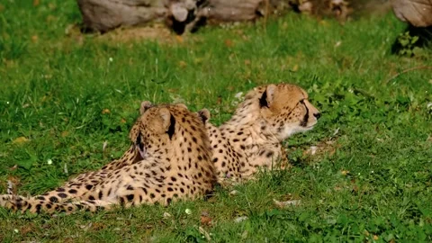 Glowing particles floating around a tiger looking around Video stock 330234091