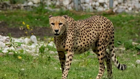 Glowing particles floating around a tiger looking around Video stock 330234620