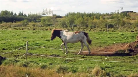 Glowing particles floating over wild animals in forest nature Vídeo Stock 330232879