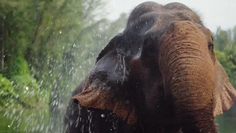 Glowing particles floating over wild animals in forest nature Stock Footage 330234046