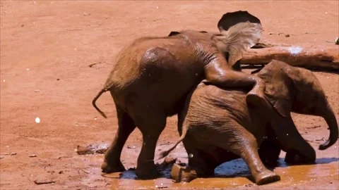 Glowing particles floating over wild animals in forest nature Stock Footage 330234058