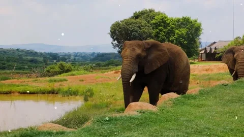 Glowing particles floating over wild animals in forest nature Vídeo Stock 330234382