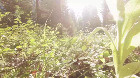 Glowing Particles Floating in Wild Grasses and Forest Landscape Stock Footage 325331318