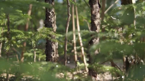 Glowing Particles Floating in Wild Grasses and Forest Landscape Stock Footage 325332803