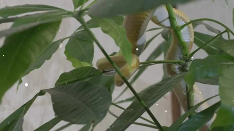 Glowing Particles Flying Around Snake Crawling on Tree Branch Stock Footage 330234535