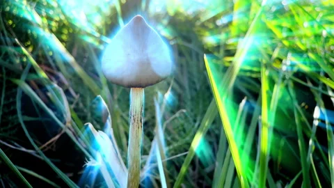 Glowing psychedelic liberty cap magic mushroom abstract Stock Footage 319045538