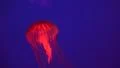 Glowing Red Jellyfish Blue Background 4k or 4k+ Resolution
