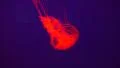 Glowing Red Jellyfish Blue Background 2 4k or 4k+ Resolution