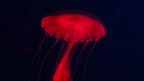 Glowing red jellyfish with translucent body and flowing tentacles drifting in Stock Footage 295927313