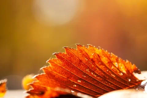 Glowing Red Leaf On Ground Stock Photos
