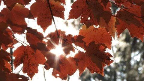 Glowing Red Maple Tree Leaves Time Lapse Stock Footage 118927655