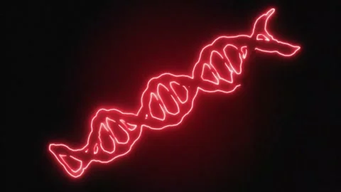 Glowing red neon DNA double helix is gradually traced and illuminated against a Stock Footage 344567969