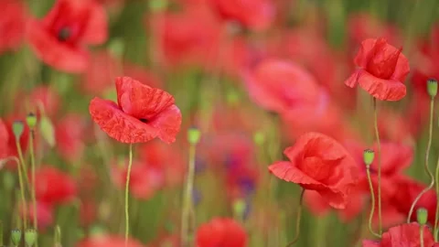 Glowing red poppies under a clear blue sky. Stock Footage 316238336