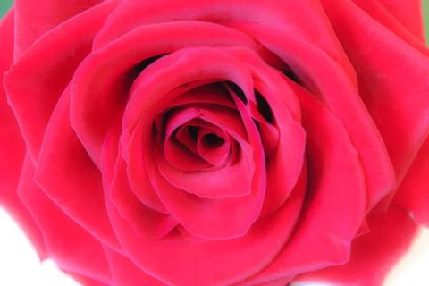 Glowing Red Rose Stock Photos