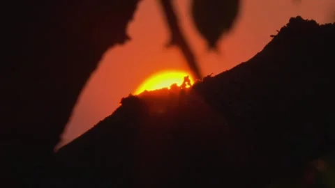 Glowing red sun setting behind tree silhouette 스톡 동영상 330951496