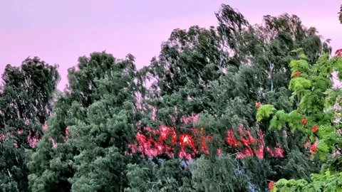 Glowing Red Sunset Behind Windblown Trees in Fanneslunda Stock Footage 343111160