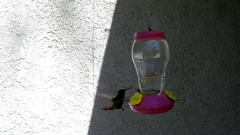 Glowing red throat feathers light up as Hummingbird flies away Video stock 90684906