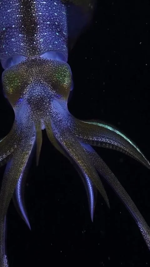 Glowing reef squid in the dark night sea 库存影片 334359349