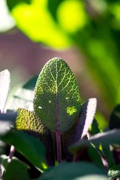 Glowing Sage Leaf Stock-Fotos