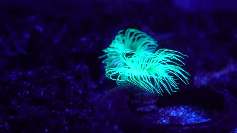 Glowing sea anemone Stock Footage 249187904