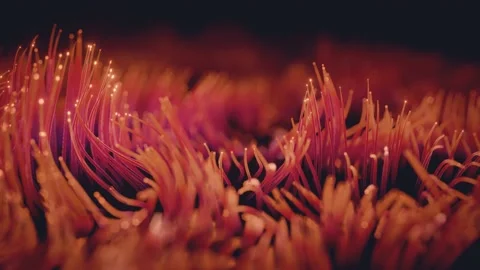 Glowing Seaweed Video stock 199451134