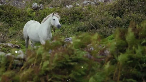 Glowing Sparkles and Magic Dust over Cute Farm Animals Animation Stock Footage 330234326