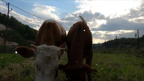Glowing Sparkles and Magic Dust over Cute Farm Animals Animation Stock Footage 330234550