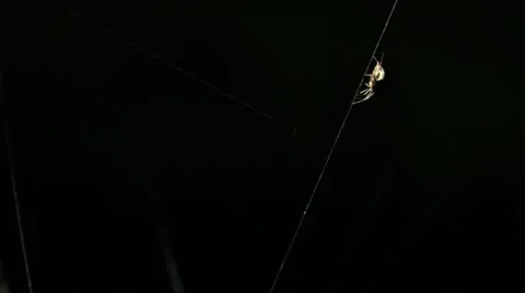 Glowing Spider Upside Down Crawling on Web Strand Vídeo Stock 11951526