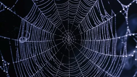 Glowing Spider Web Covered with Dew Drops Stock-Footage 345678928