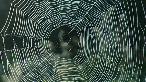 Glowing Spider Web 库存影片 332379763