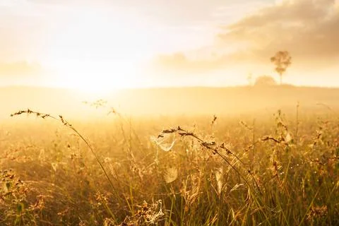 Glowing spider web hanging on grass flowers at sunrise. Stock Photos