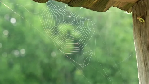 Glowing spiderweb or cobweb on background of forest and steam early in morning Video stock 217561508
