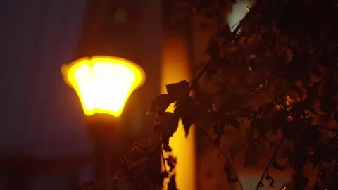 Glowing Street Lamp Seen Through Tree Leaves at Night Stock-Footage 344092105