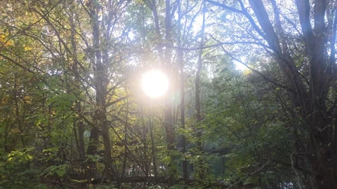 Glowing Sun Flare Breaking Through Dark Dense Forest Trees Stock Footage 348216137