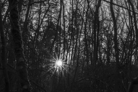 Glowing sun shining through the dense forest Stock Photos